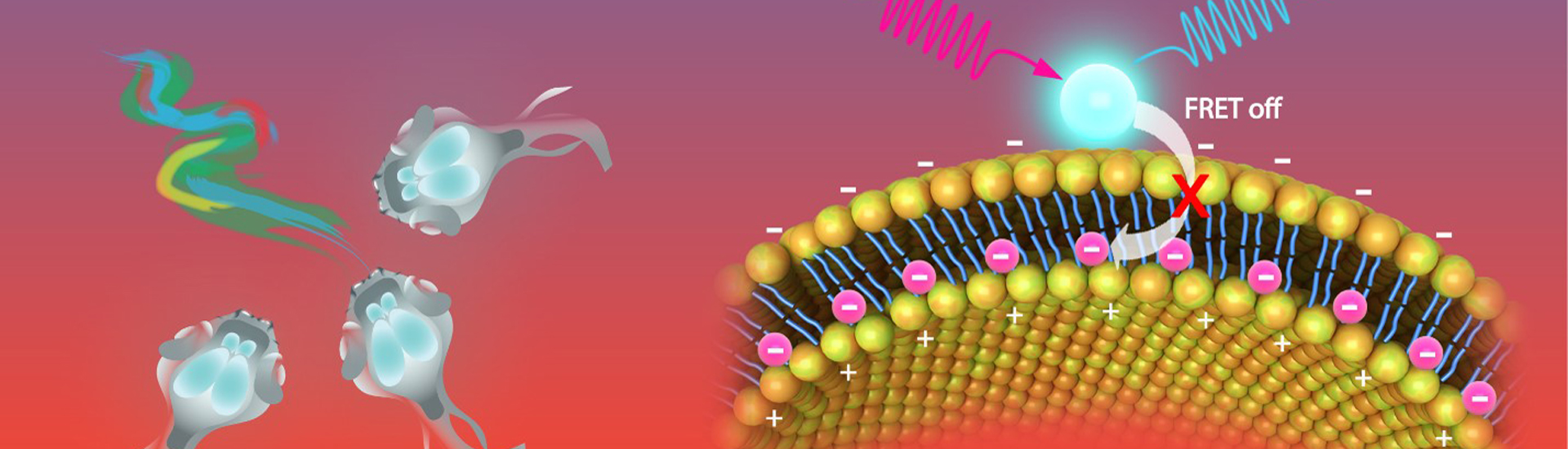 研制出近紅外激發的電壓納米探針，用于神經元電信號在體成像